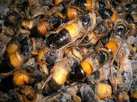 野生蜂蛹 野生蜂蛹