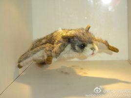 遠古翔獸 遠古翔獸