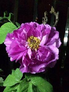 紫根牡丹 紫根牡丹