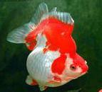 短尾琉金魚 短尾琉金魚