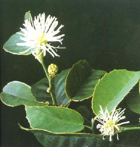 四藥門花 四藥門花