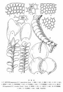 羽葉葉苔 羽葉葉苔