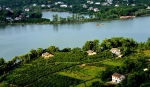 龍鳳園藝場 龍鳳園藝場
