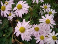 小菊花[SM大樂隊（歌曲）]