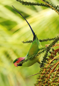 長尾鸚鵡指名亞種 長尾鸚鵡指名亞種