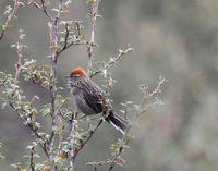 秘魯白眉針尾雀 秘魯白眉針尾雀