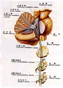 小腦上腳 小腦上腳