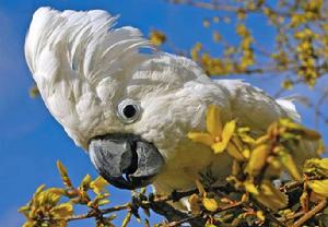 雨傘鳳頭鸚鵡 雨傘鳳頭鸚鵡