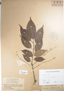 山植葉櫻桃 山植葉櫻桃