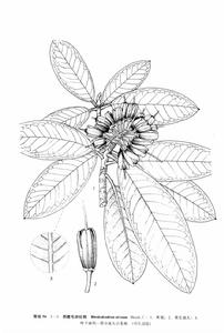 西藏毛脈杜鵑 西藏毛脈杜鵑