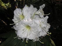 高尚大白杜鵑(亞種) 高尚大白杜鵑(亞種)