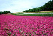 茜姿蘭花卉加工原料均來自“鮮花王國”雲南