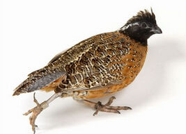 花臉齒鶉 花臉齒鶉