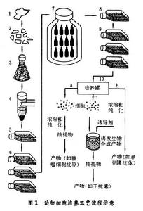 動植物細胞大量培養 動植物細胞大量培養