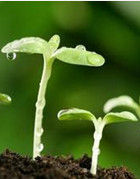 人工種子 人工種子