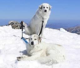 大庇里牛斯犬 大庇里牛斯犬