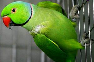 紅領綠鸚鵡