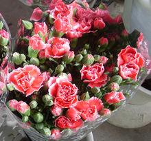 粉色多頭康乃馨