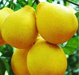 容縣沙田柚 容縣沙田柚