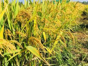 富順再生稻 富順再生稻