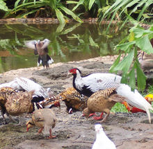 海南熱帶飛禽世界