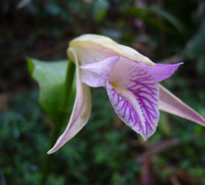 坦博尼科雷蘭 坦博尼科雷蘭