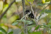 斑翅食籽雀 斑翅食籽雀