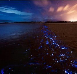 藍眼淚[海底微生物]