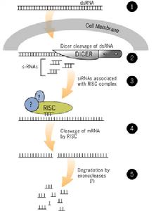 RNAi作用機制
