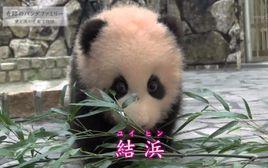 大熊貓結浜 大熊貓結浜