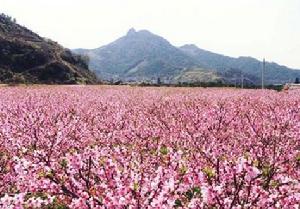 （圖）桃花島