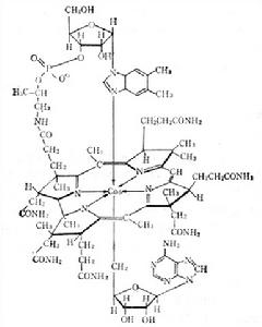 血清維生素B12 血清維生素B12