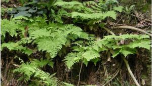 毛葉耳蕨 毛葉耳蕨