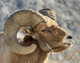 大角羊[加拿大盤羊習稱]