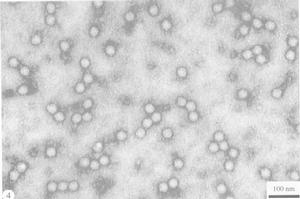玉米褪綠矮縮病毒
