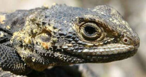 新疆岩蜥 新疆岩蜥