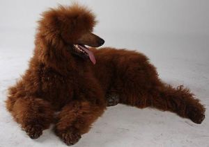 布拉格瑞克犬 布拉格瑞克犬