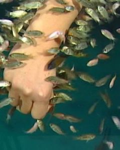 溫泉魚療