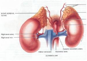 腎上腺危象 腎上腺危象