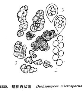 散囊菌目 散囊菌目