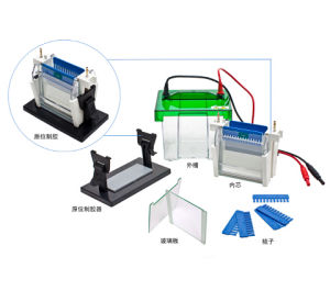 垂直電泳槽 垂直電泳槽