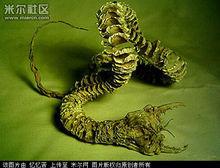 蒙古死亡蠕蟲[蒙古高原傳說中的神秘生物]