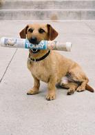 加菲貓[2004年皮特&middot;休伊特執導電影]