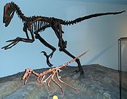 （圖）恐爪龍(大)與鷲龍(小)的骨骼，芝加哥菲爾德博物館