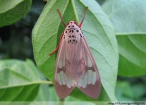 四川尾尺蛾 四川尾尺蛾