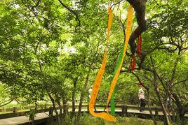 庵沒羅樹 庵沒羅樹