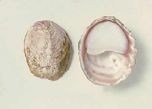 兩性動物 兩性動物