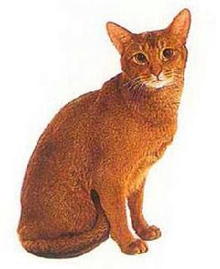 英國栗色貓 英國栗色貓