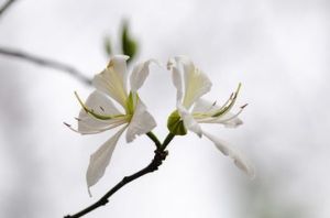 鞍葉羊蹄甲(原變種) 鞍葉羊蹄甲(原變種)
