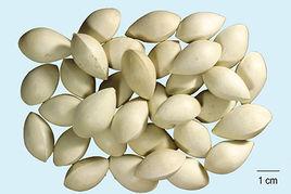 大佛指銀杏 大佛指銀杏